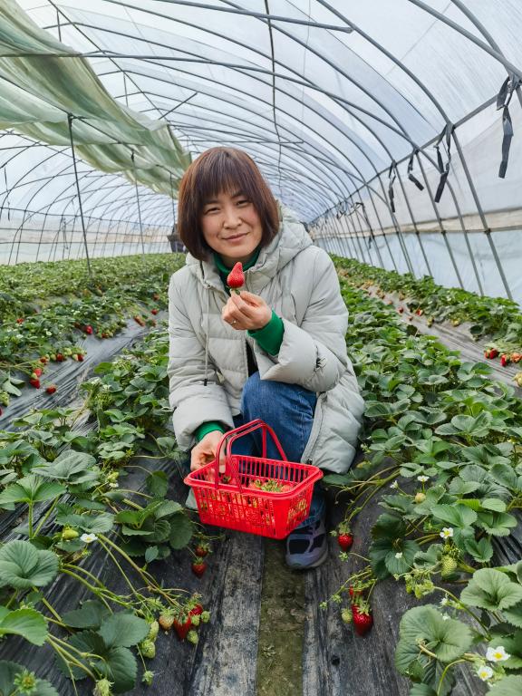 女神节摘草莓主题图片